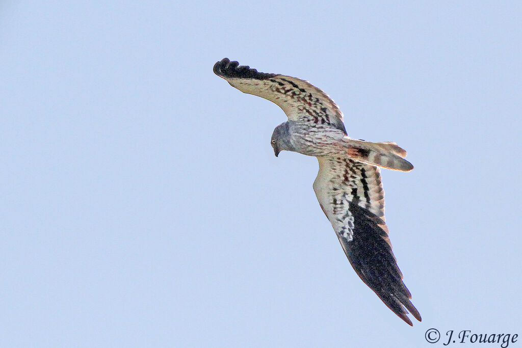 Montagu's Harrier male adult, identification, Behaviour