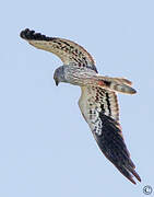 Montagu's Harrier