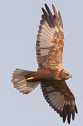 Western Marsh Harrier