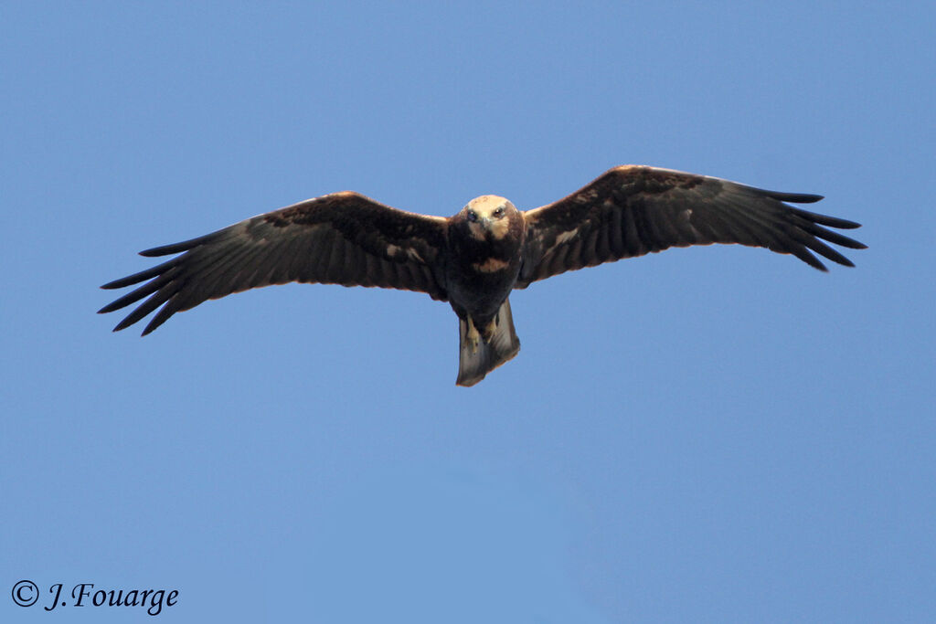 Western Marsh Harrier female adult, Flight