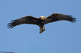 Western Marsh Harrier