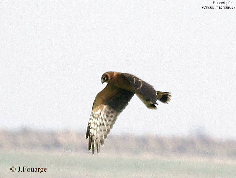 Pallid Harrier