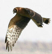 Pallid Harrier