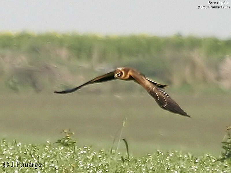 Pallid Harrier