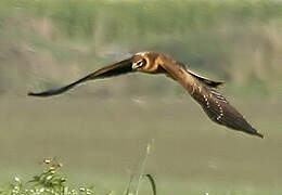 Pallid Harrier