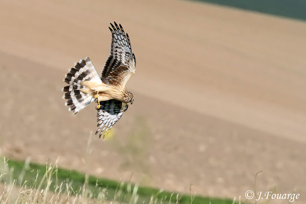 Hen Harrierjuvenile, identification, Flight, Behaviour