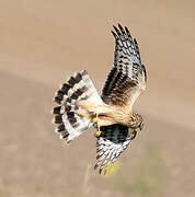 Hen Harrier