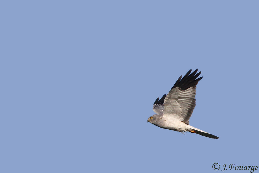 Hen Harrier male adult, Flight