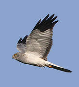 Hen Harrier