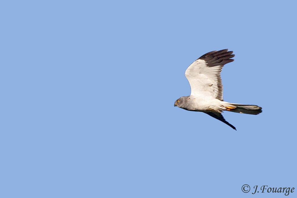 Hen Harrier male adult, Flight