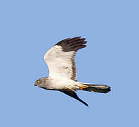 Hen Harrier