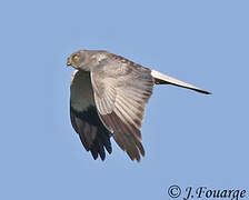 Hen Harrier