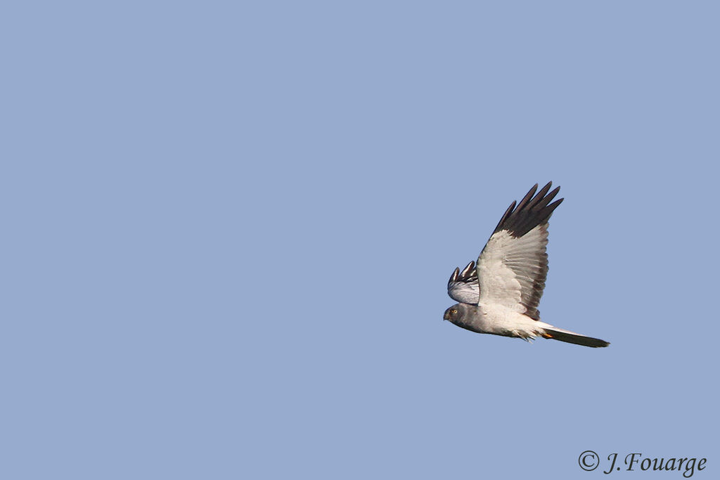 Hen Harrier male adult, Flight