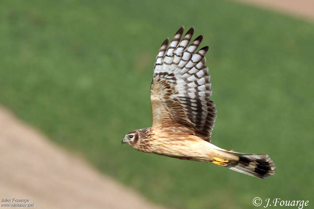 Hen Harrier female First year, Flight