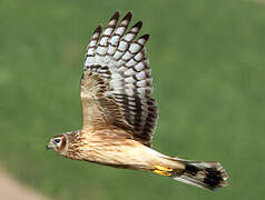 Hen Harrier