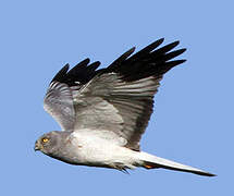 Hen Harrier