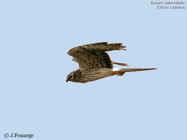 Hen Harrier