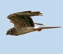 Hen Harrier