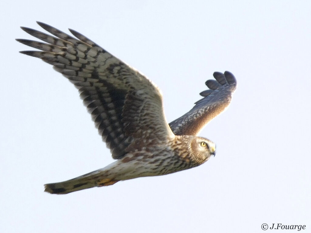 Hen Harrier