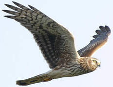 Hen Harrier