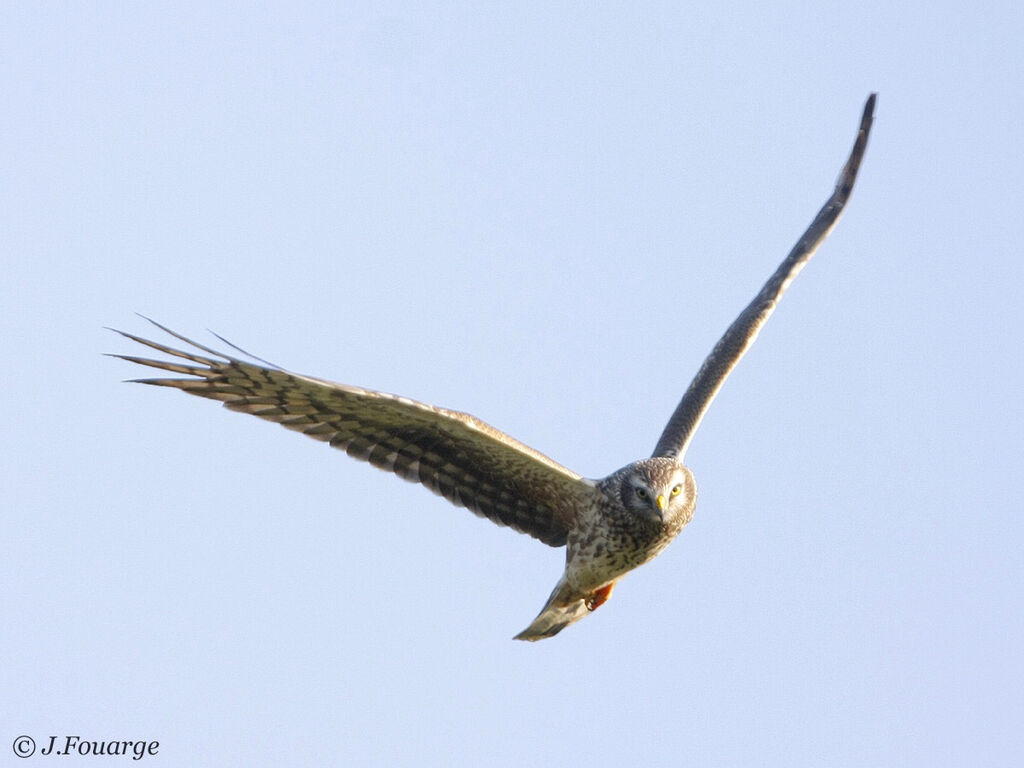 Hen Harrier