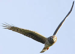 Hen Harrier