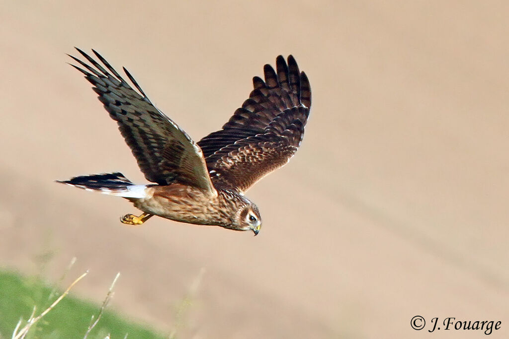 Hen Harrierjuvenile, Flight