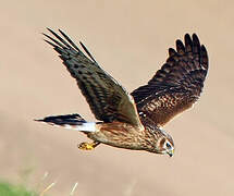 Hen Harrier