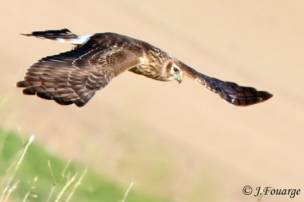 Hen Harrierjuvenile, Flight