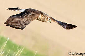 Hen Harrier