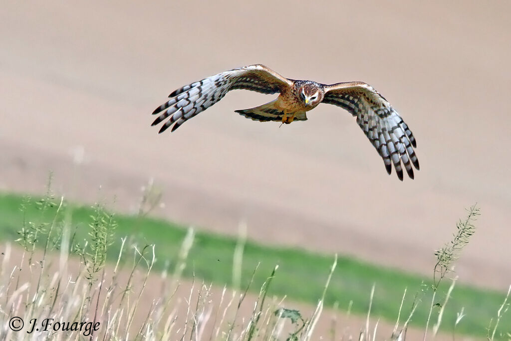 Hen Harrierjuvenile, Flight