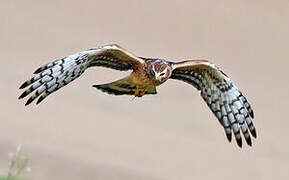 Hen Harrier