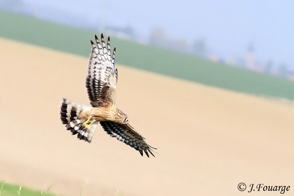 Hen Harrierjuvenile, Flight