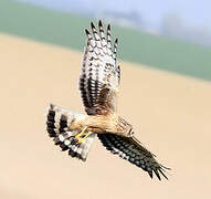 Hen Harrier