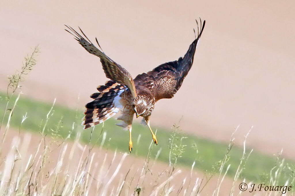 Hen Harrierjuvenile, Flight, Behaviour