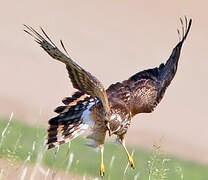 Hen Harrier