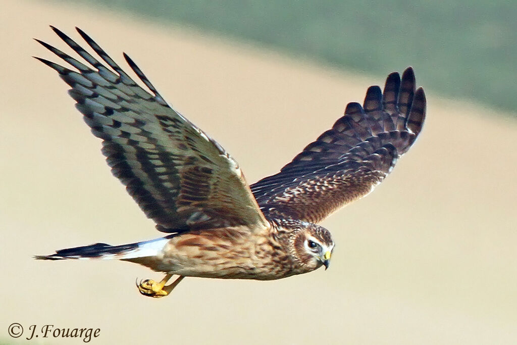 Hen Harrierjuvenile