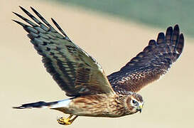 Hen Harrier