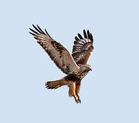 Rough-legged Buzzard