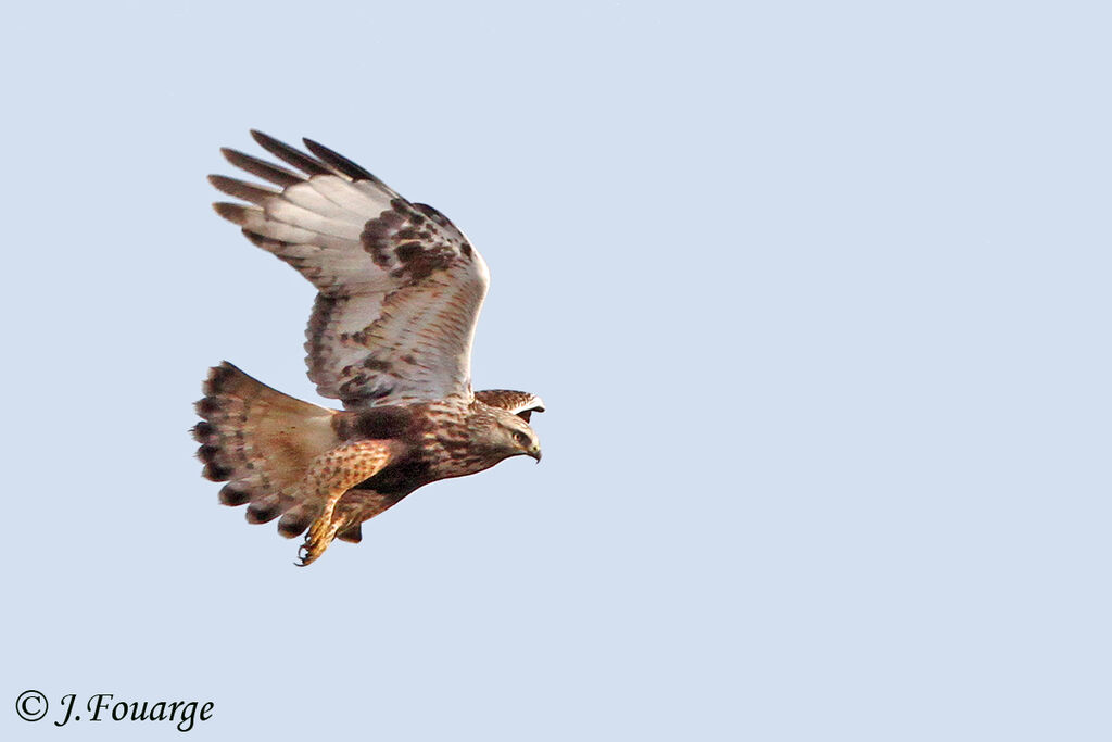 Rough-legged Buzzard, Flight