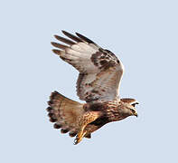 Rough-legged Buzzard