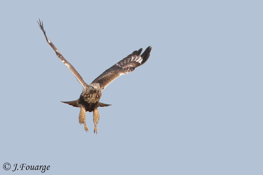 Rough-legged Buzzard, Flight