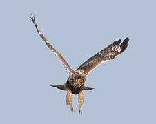 Rough-legged Buzzard