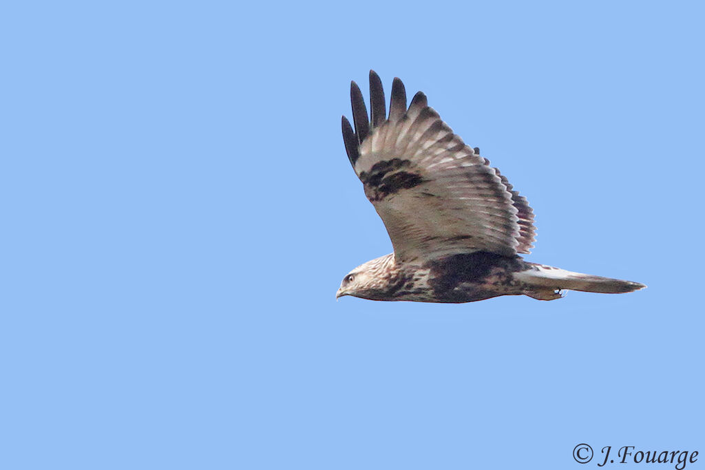 Rough-legged Buzzard, Flight