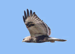 Rough-legged Buzzard