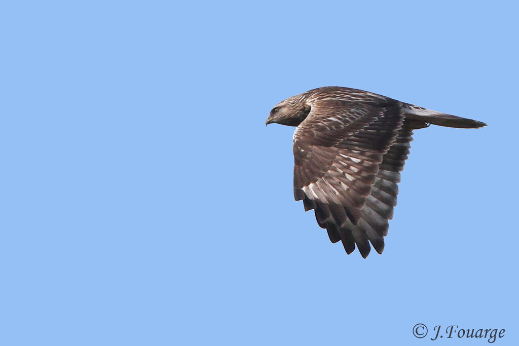 Rough-legged Buzzard, Flight