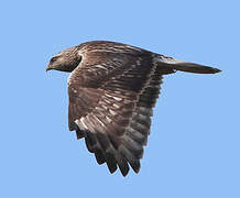 Rough-legged Buzzard