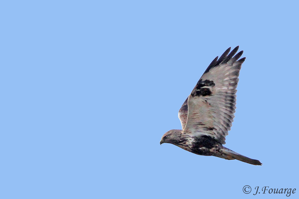 Rough-legged Buzzard, Flight