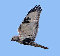 Rough-legged Buzzard