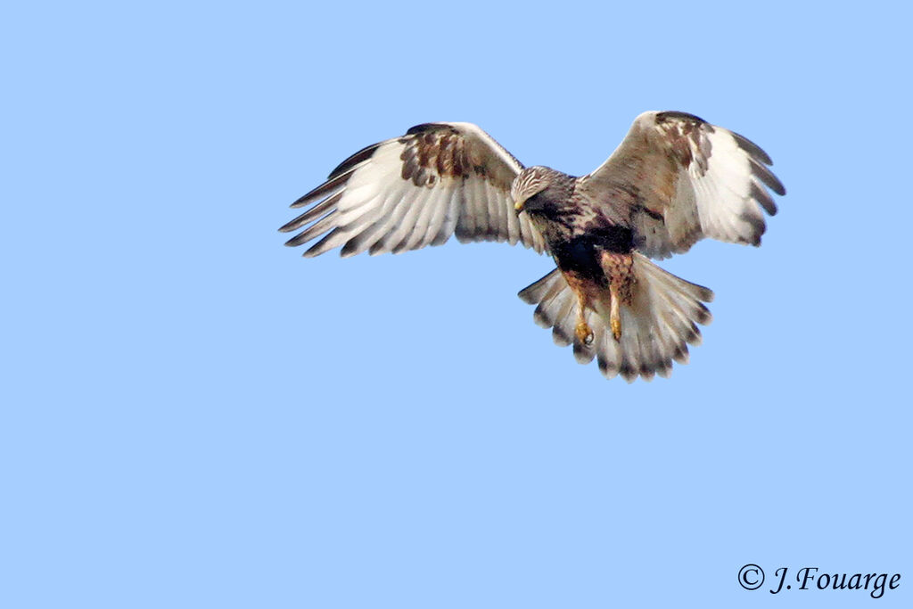 Rough-legged Buzzard, Flight